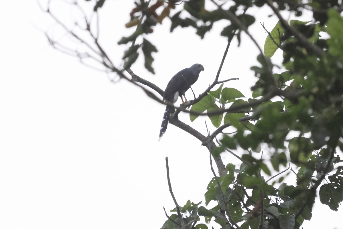 Long-tailed Hawk - ML613351292