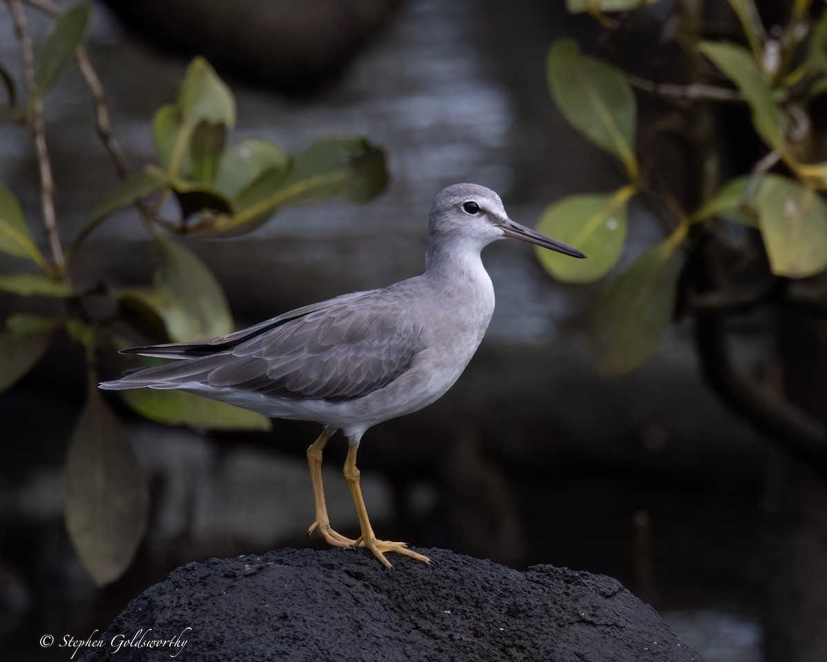 Gray-tailed Tattler - ML613351313