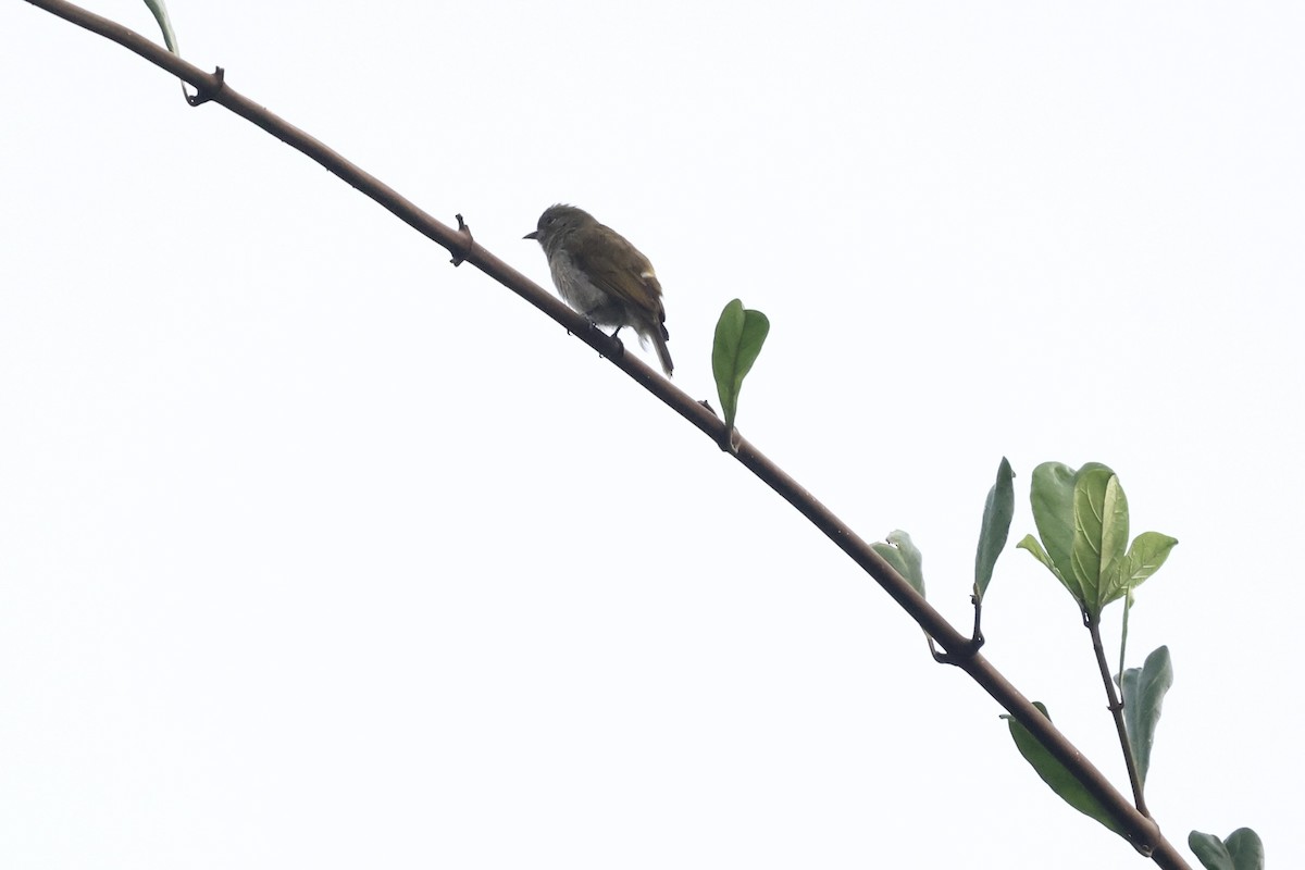 Cassin's Honeyguide - ML613351404