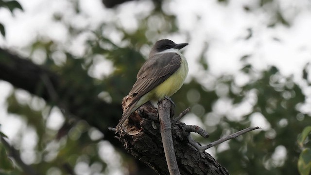 Thick-billed Kingbird - ML613351413