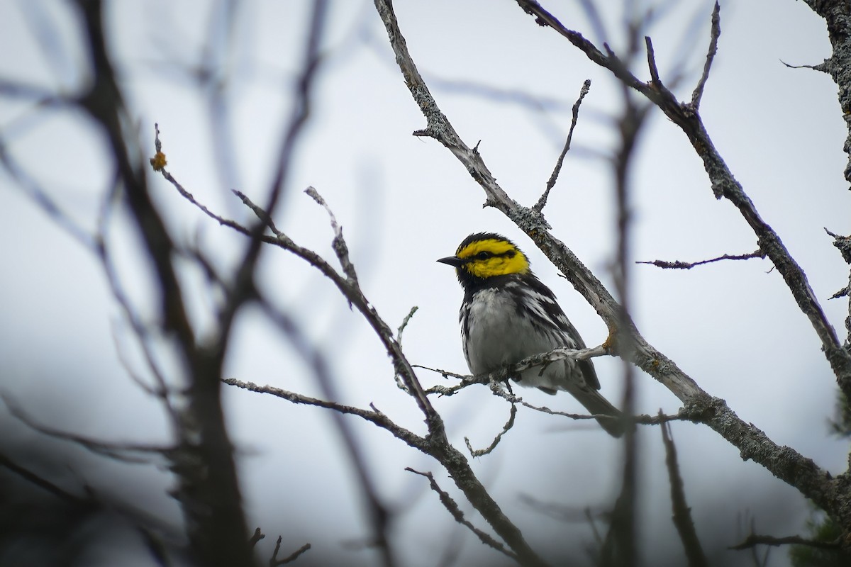 Golden-cheeked Warbler - ML613351491