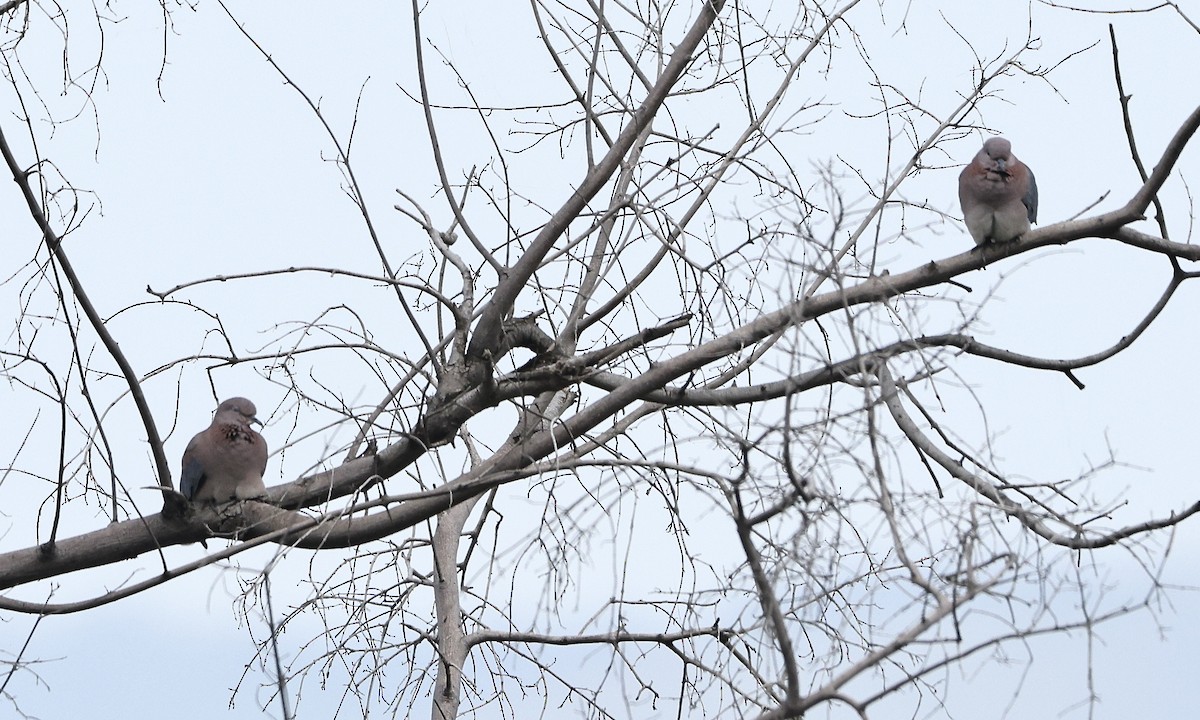 Laughing Dove - ML613351505