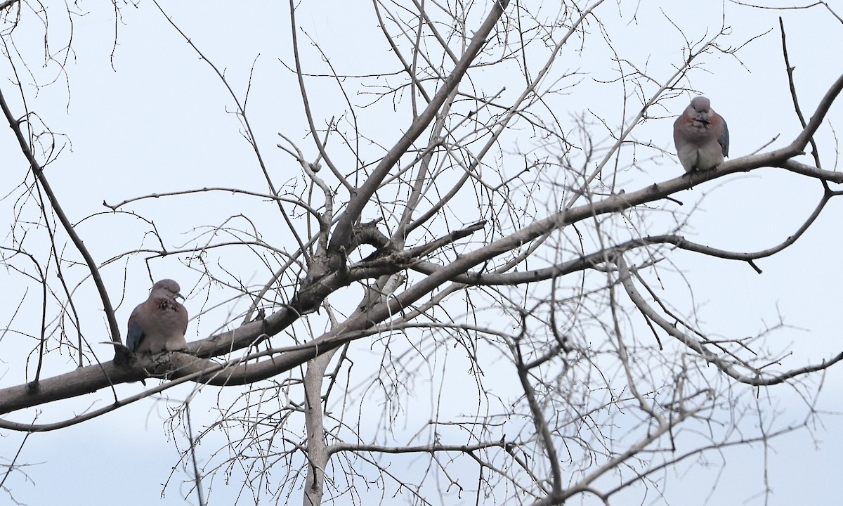 Tórtola Senegalesa - ML613351505