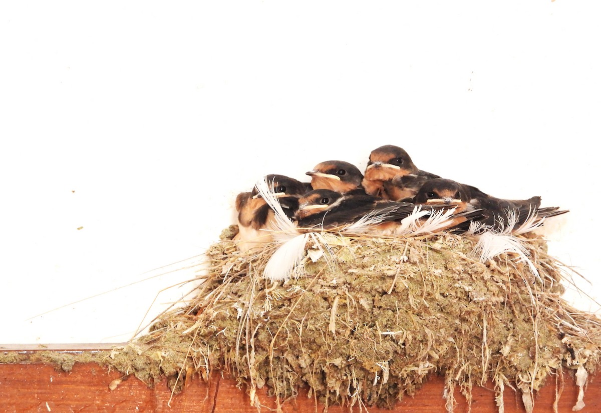 Barn Swallow - ML613351535