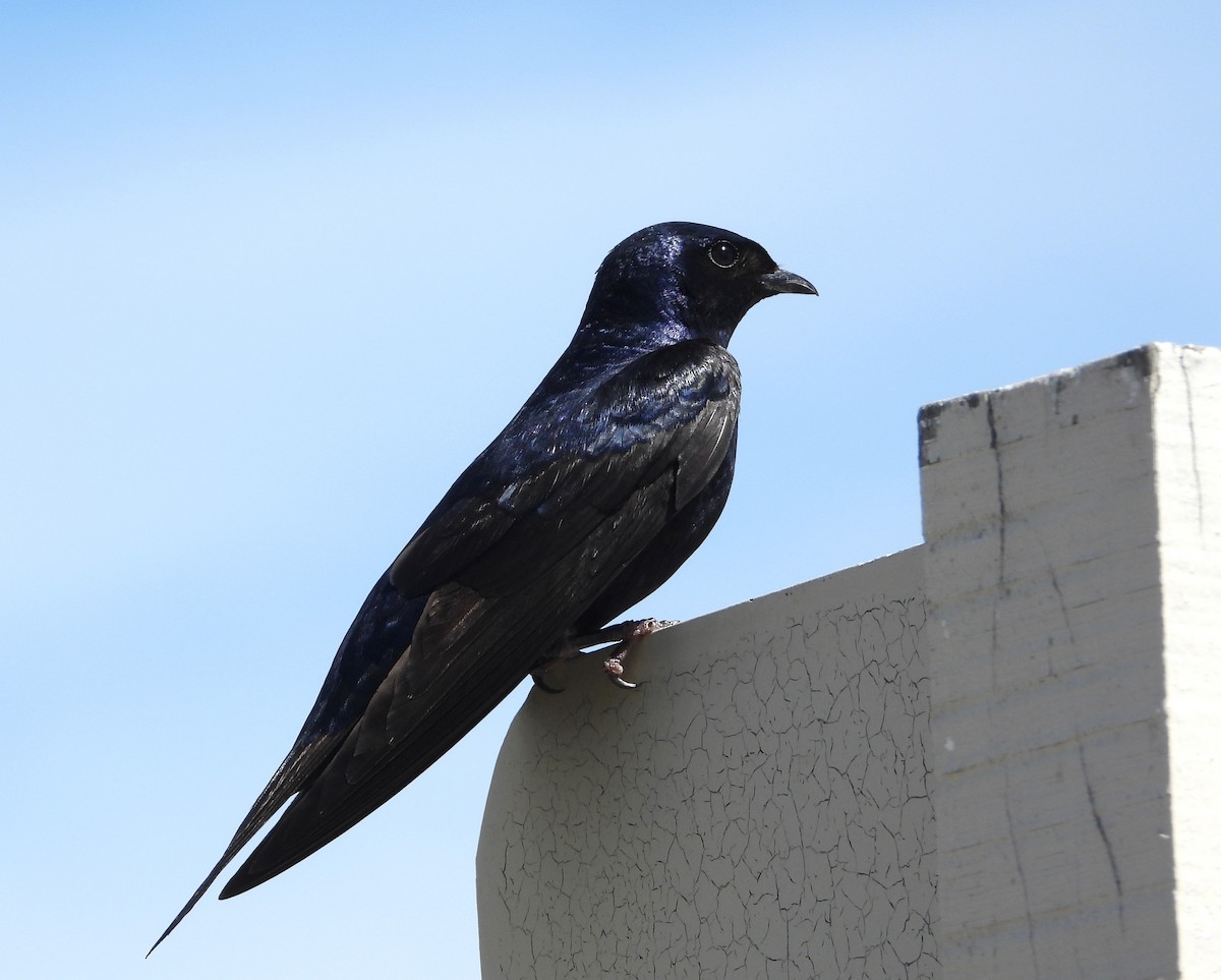 Golondrina Sureña - ML613351540