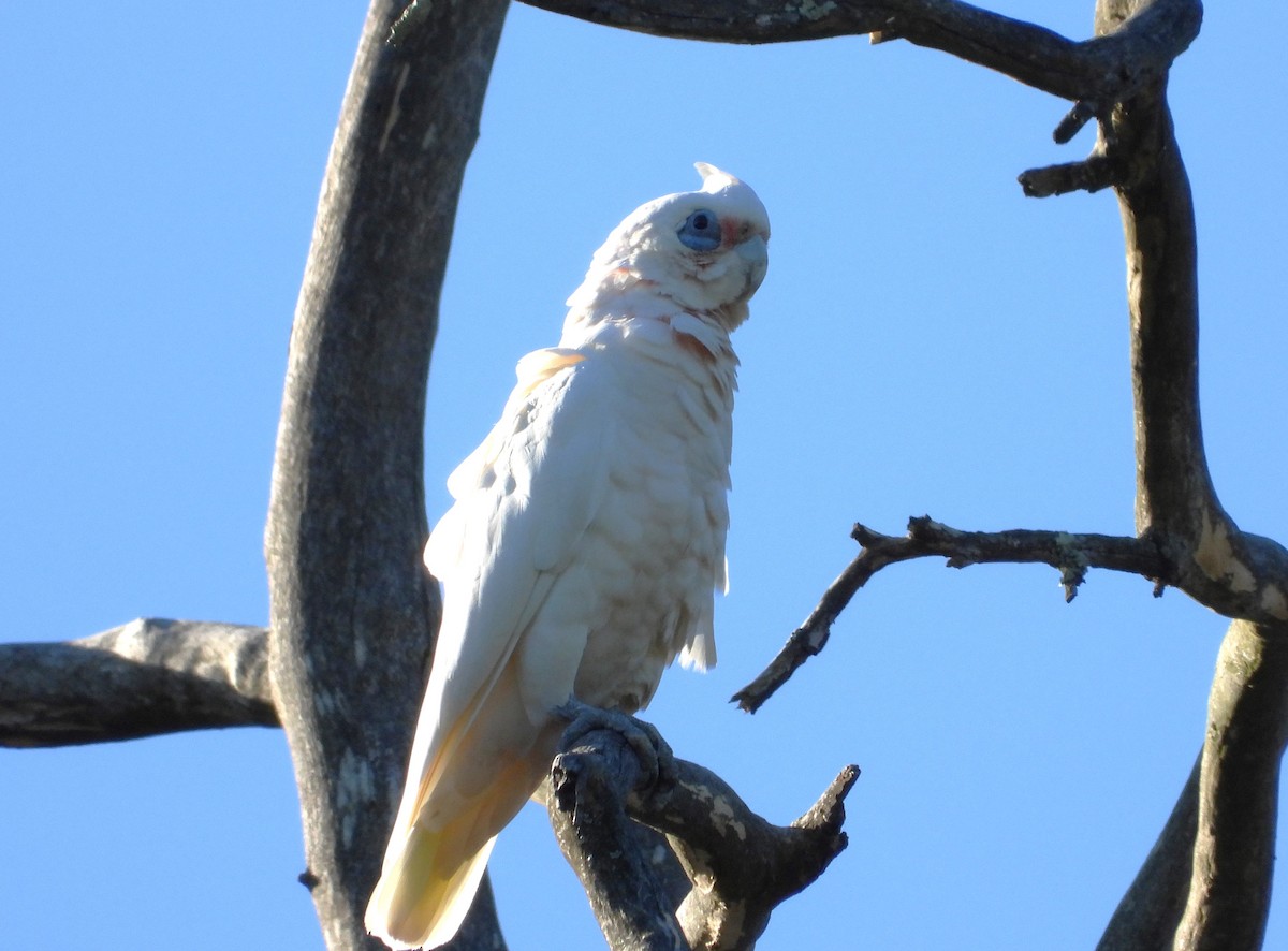 Little Corella - ML613351616