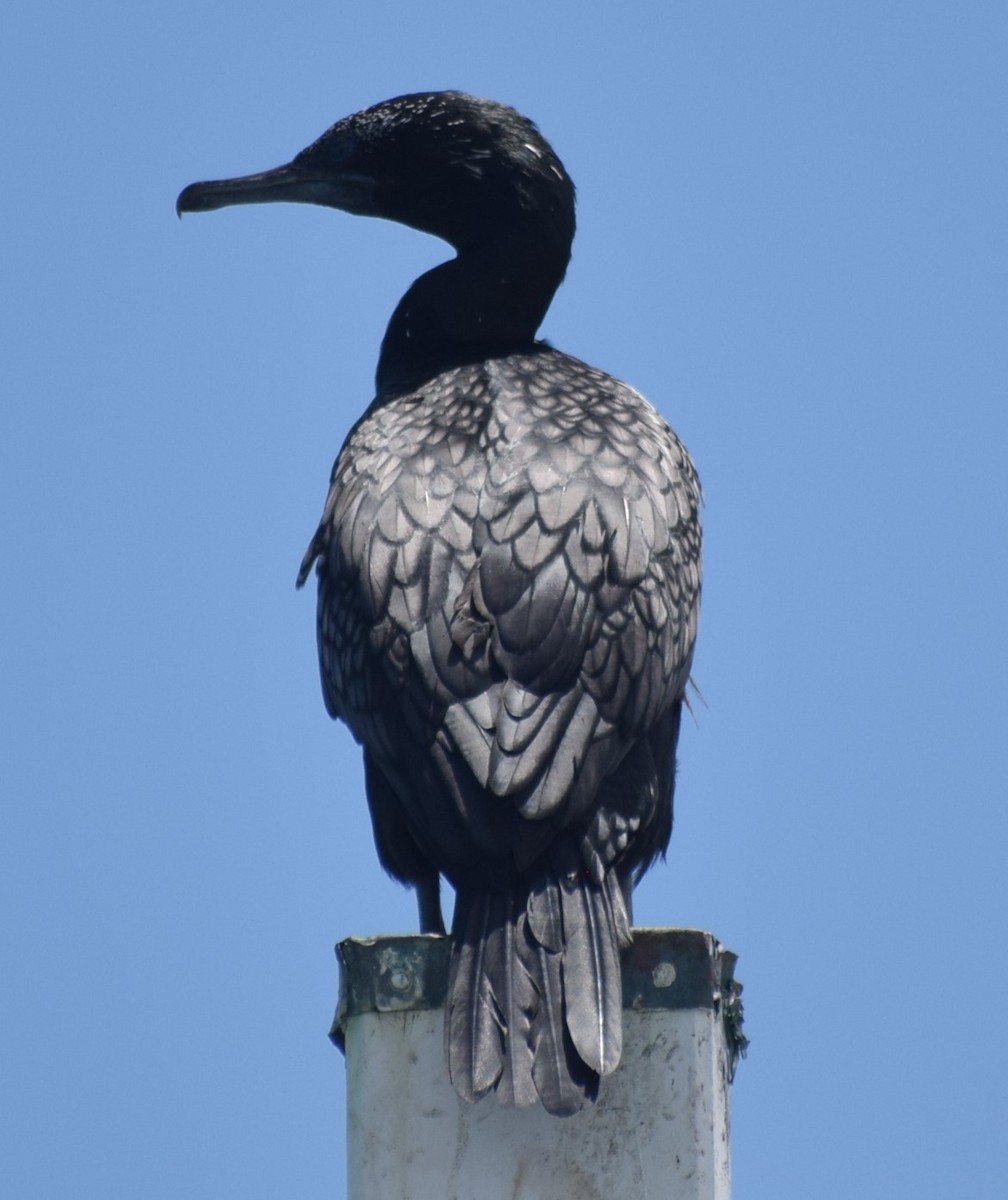 Little Black Cormorant - ML613351624