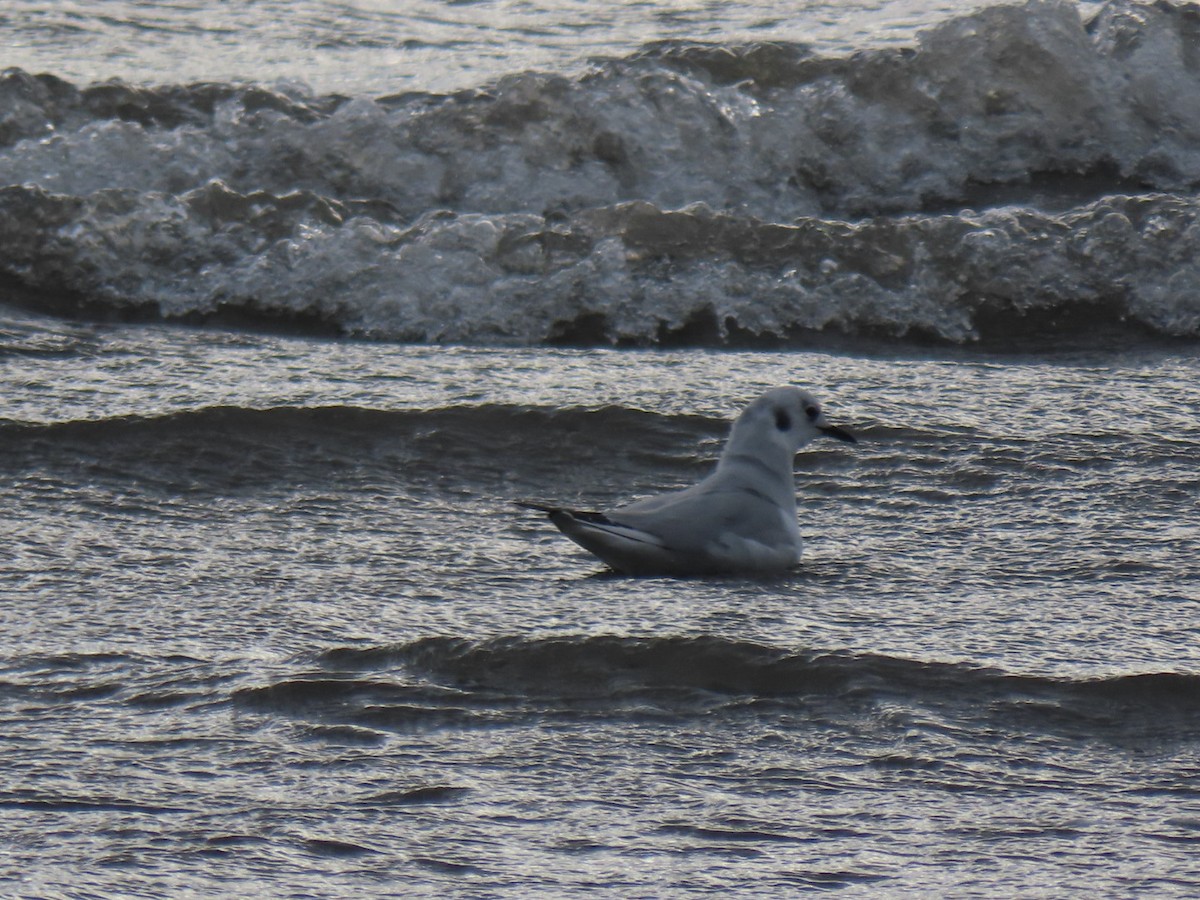 Mouette de Bonaparte - ML613351659