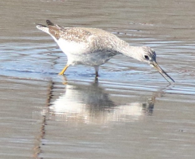 Greater Yellowlegs - ML613351830