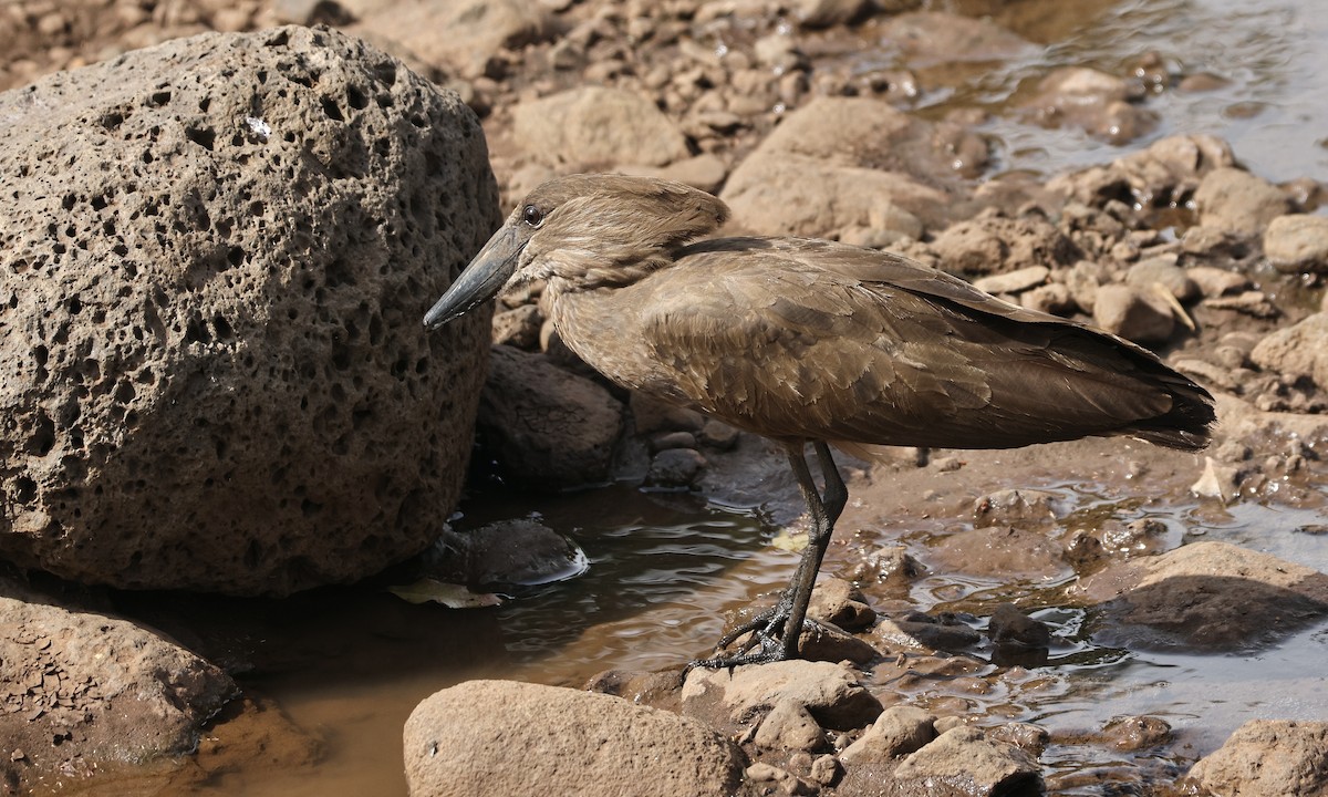 Hamerkop - ML613351852