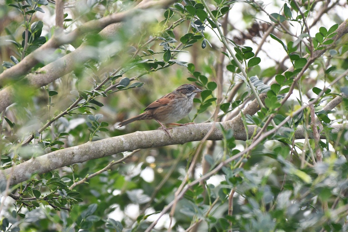 Swamp Sparrow - ML613351883