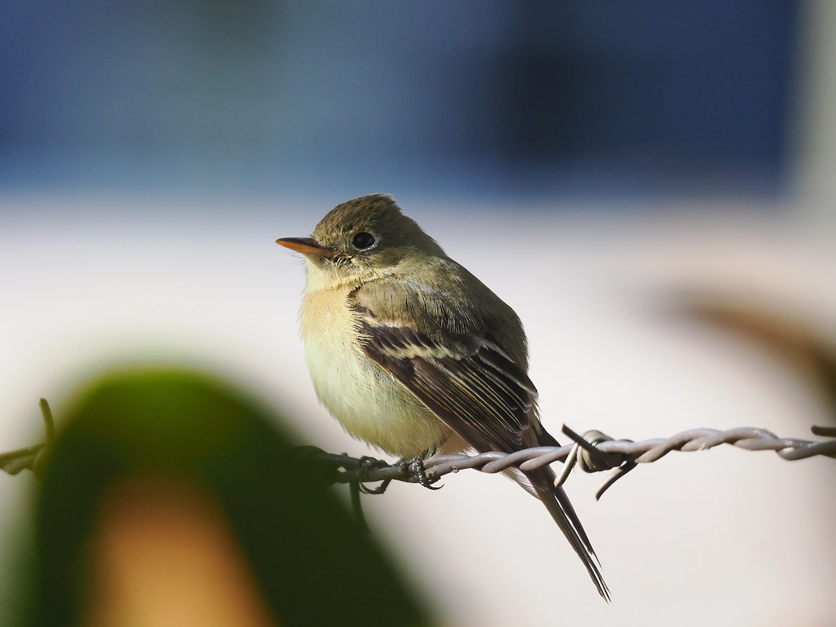 Western Flycatcher - ML613351909