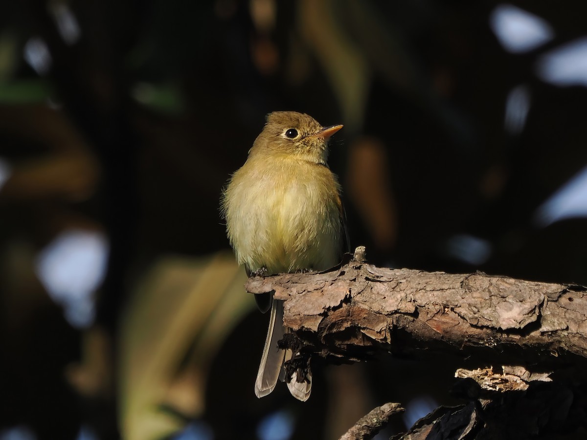 Western Flycatcher - ML613351910