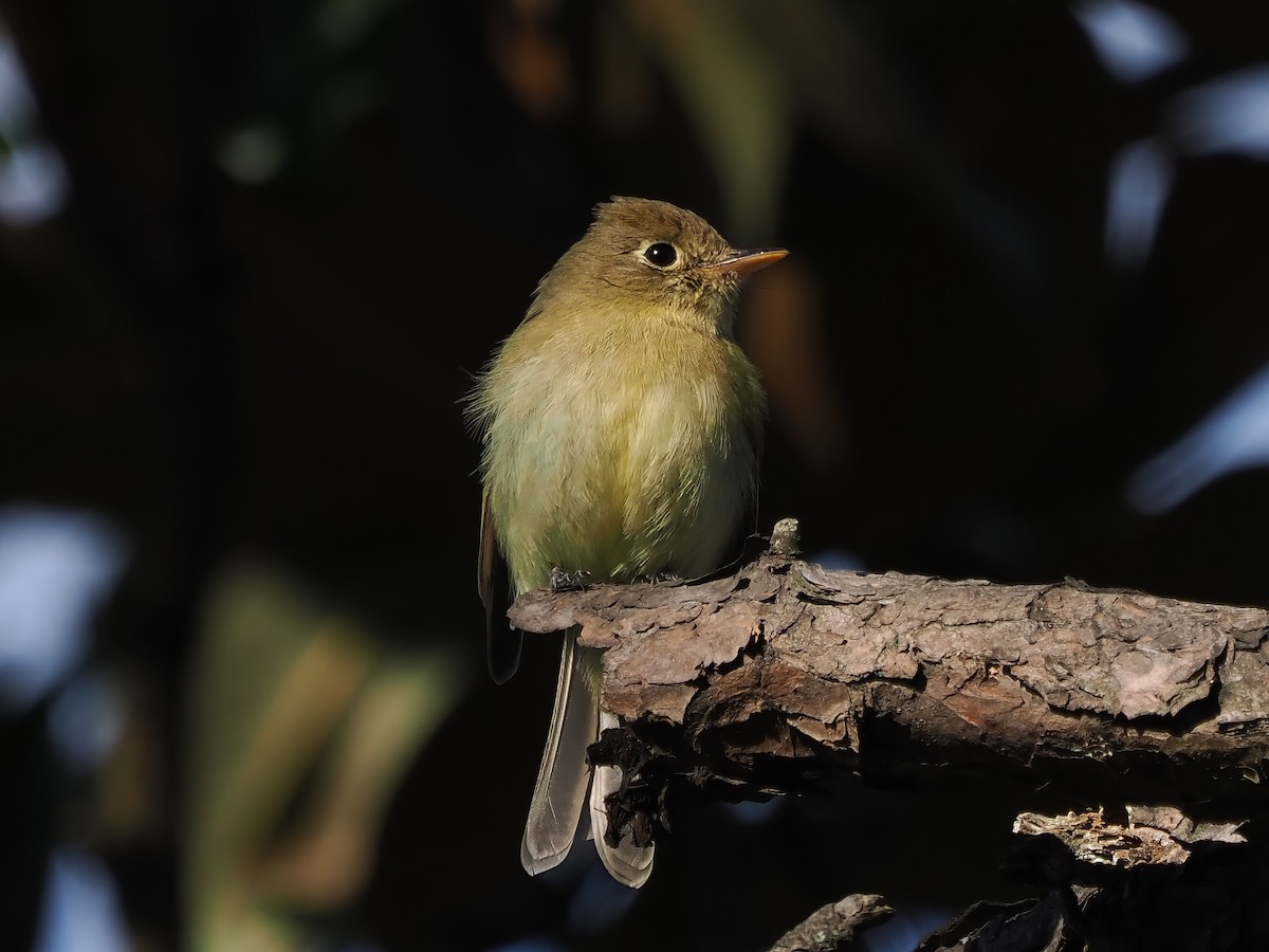 Western Flycatcher - ML613351911