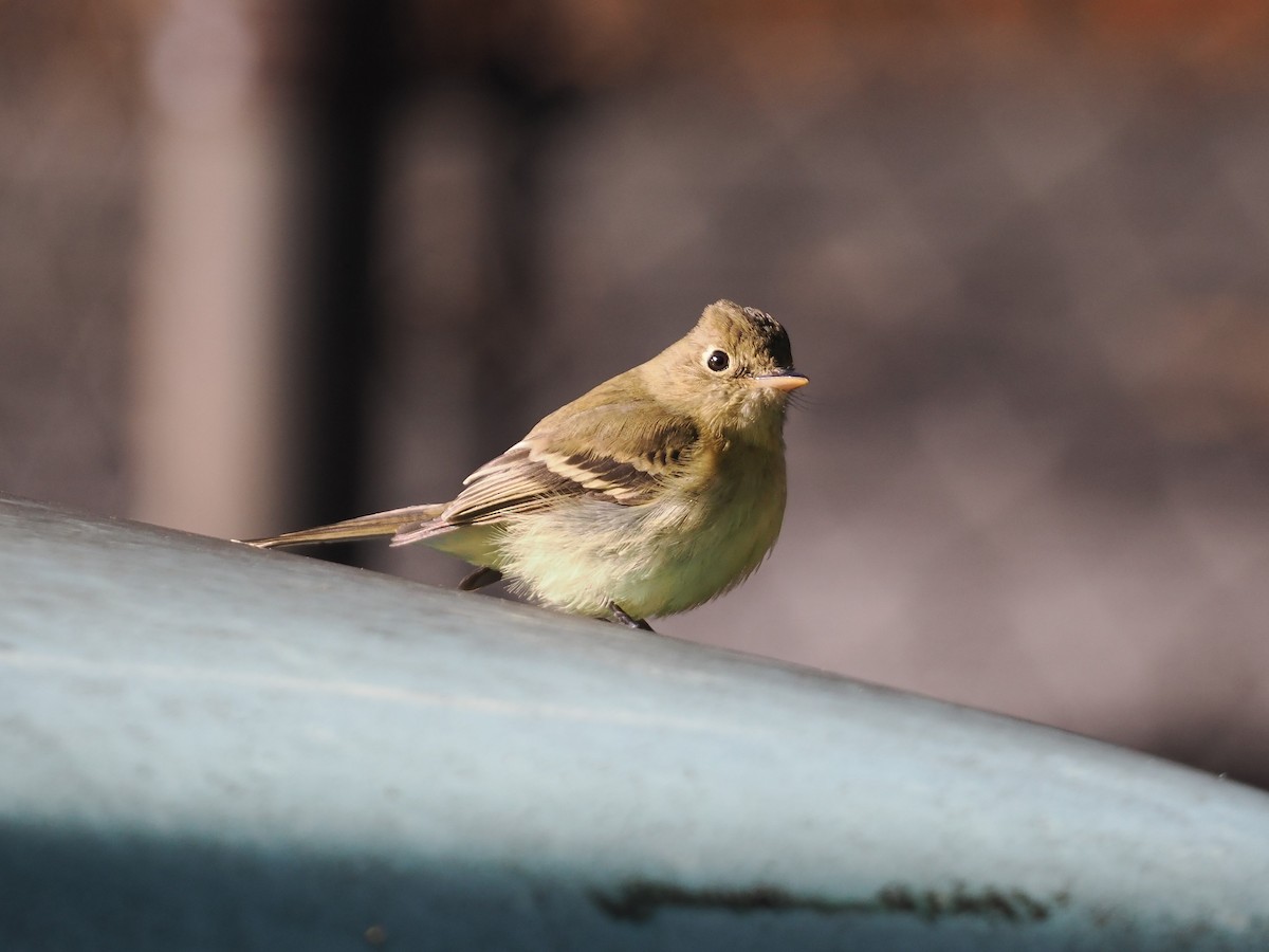 Western Flycatcher - ML613351922