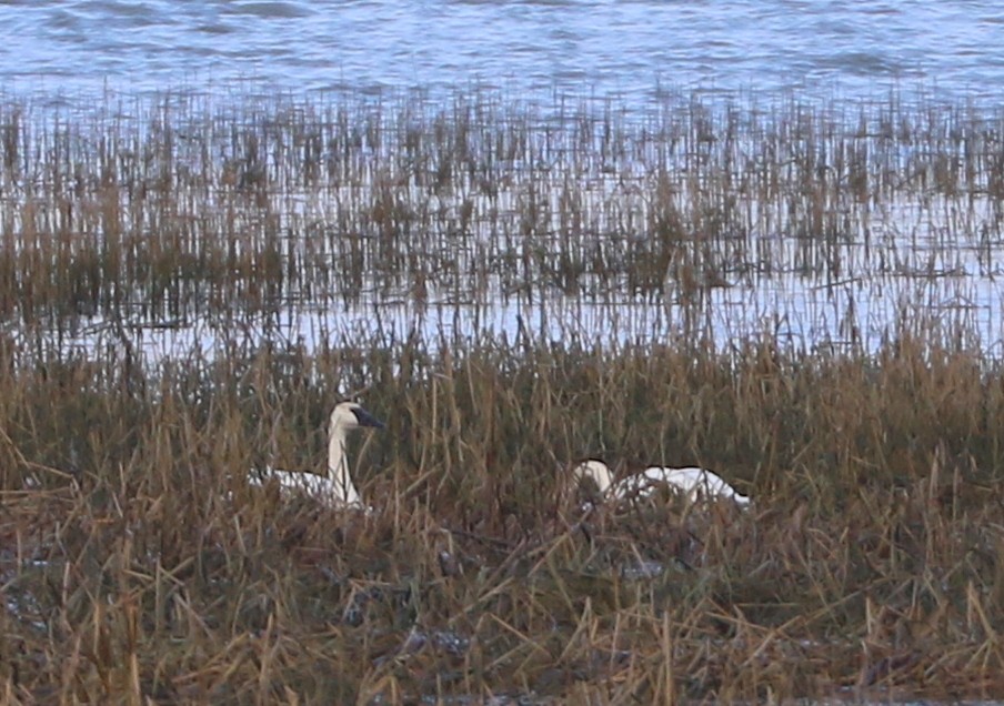 Trumpeter Swan - Mike Fung