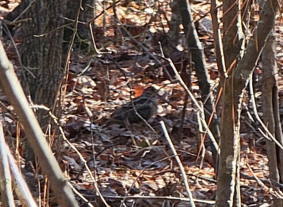 American Woodcock - ML613352098