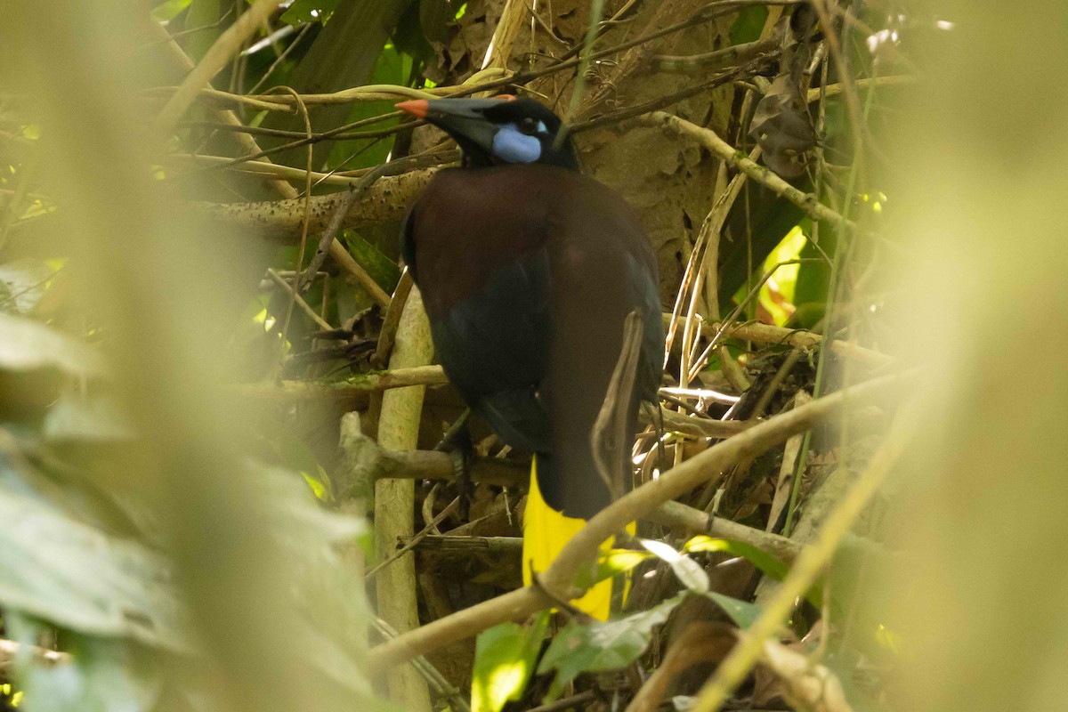 Black Oropendola - Linda Rudolph