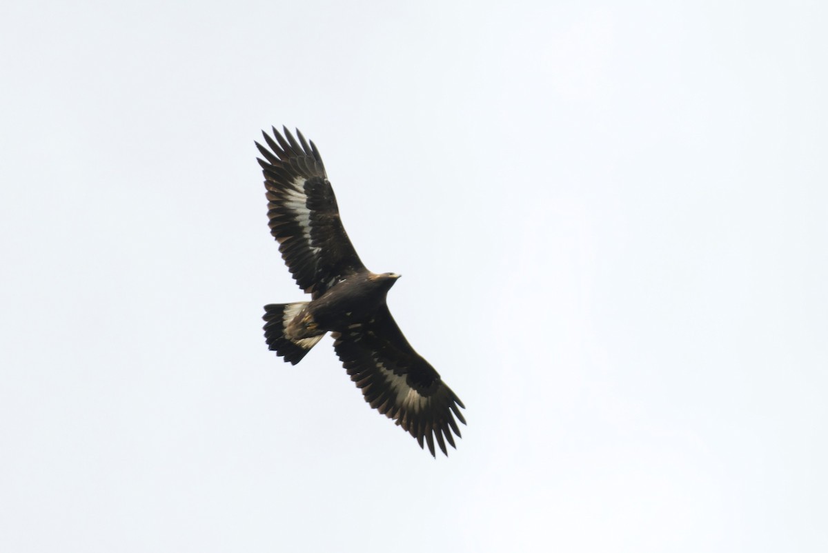 Golden Eagle - ML613352111