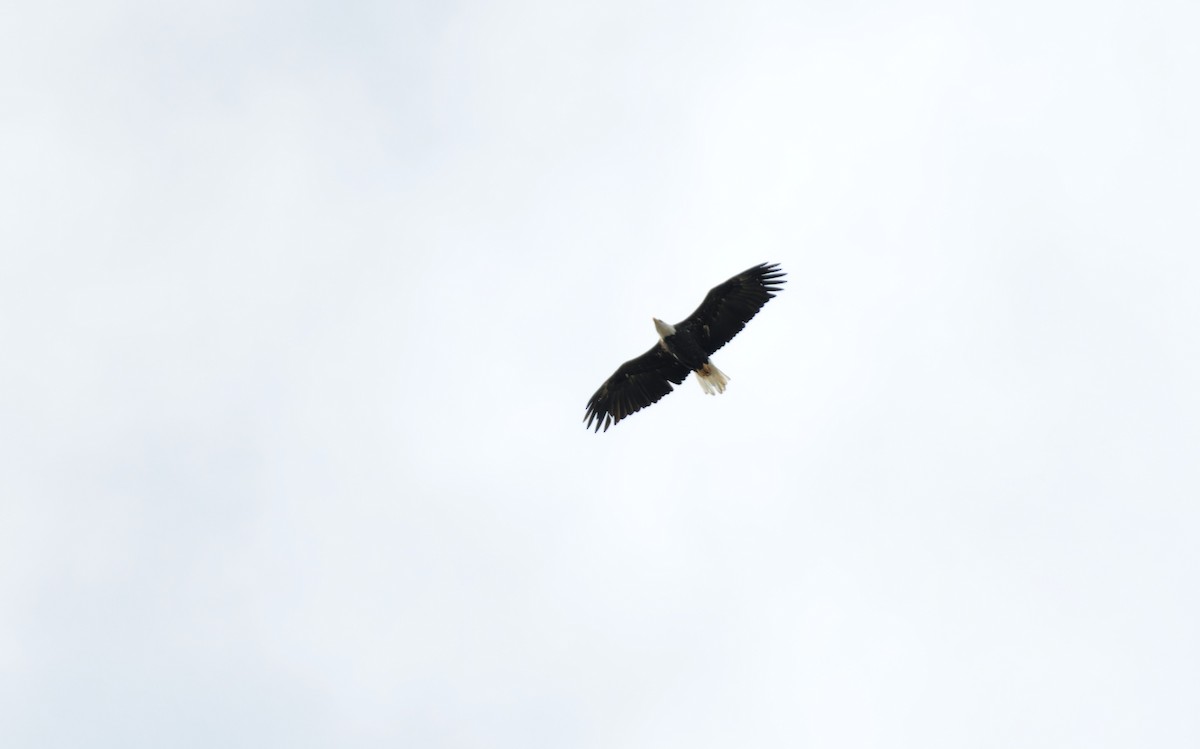 Bald Eagle - ML613352123