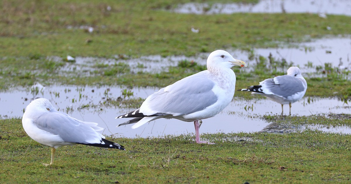 Western x Glaucous-winged Gull (hybrid) - Mike Fung