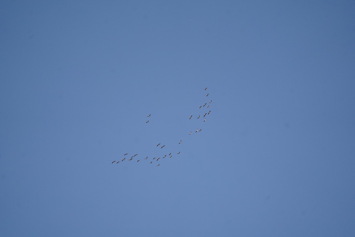 Greater White-fronted Goose - ML613352150