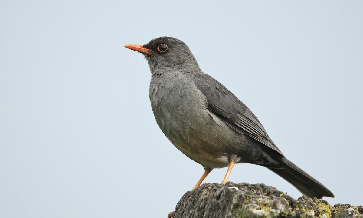 Abyssinian Thrush - ML613352192
