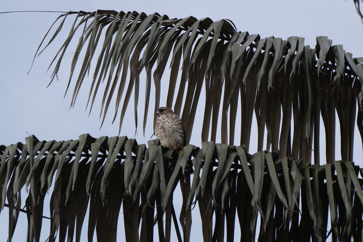 Broad-winged Hawk - ML613352210