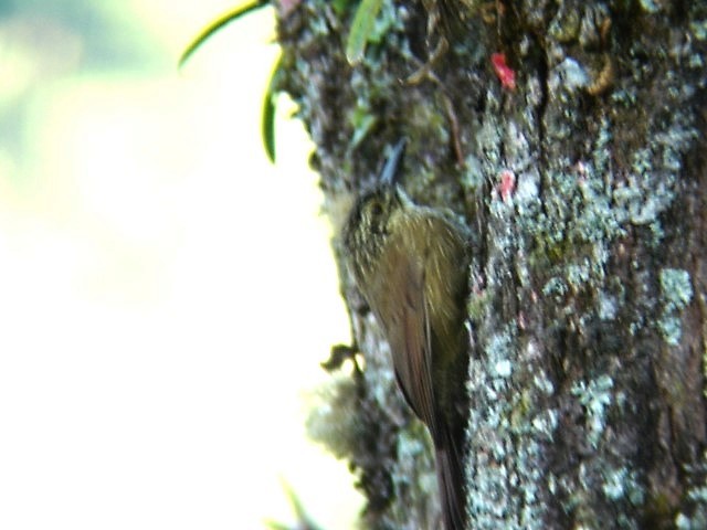 Planalto Woodcreeper - Bob Hargis