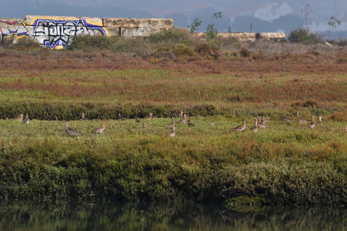 Eurasian Curlew - Paulo  Roncon