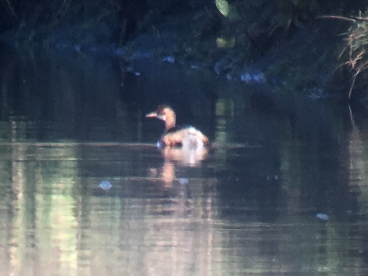 Little Grebe - ML613352310