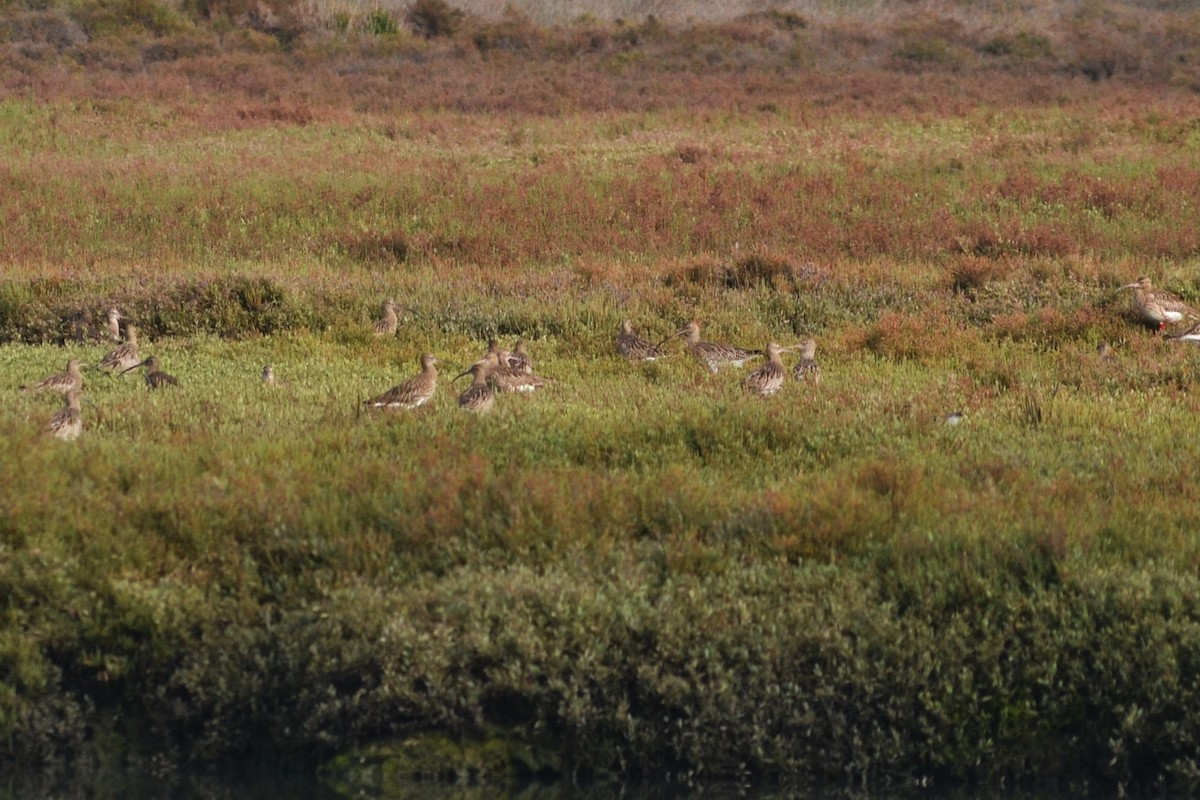 Eurasian Curlew - ML613352313