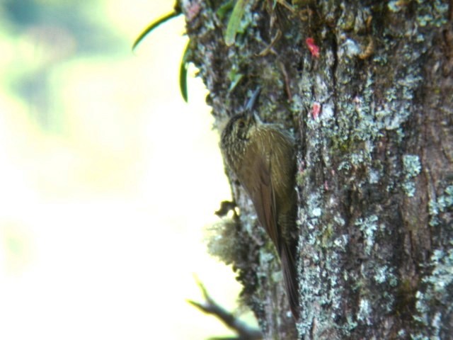 Planalto Woodcreeper - Bob Hargis