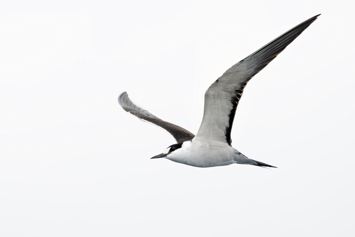 Sooty Tern - Sergio Bitran