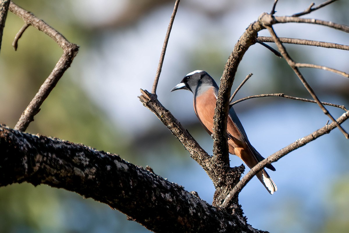 White-browed Woodswallow - ML613352416