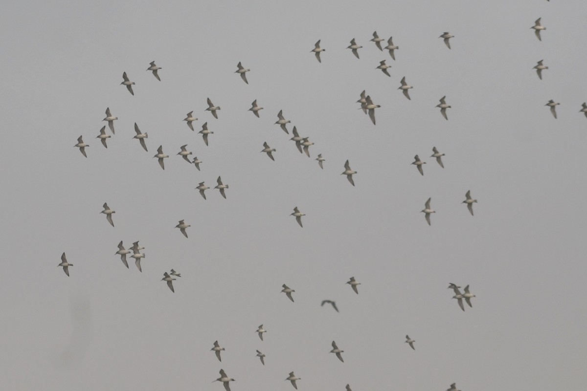 Red Knot - ML613352455