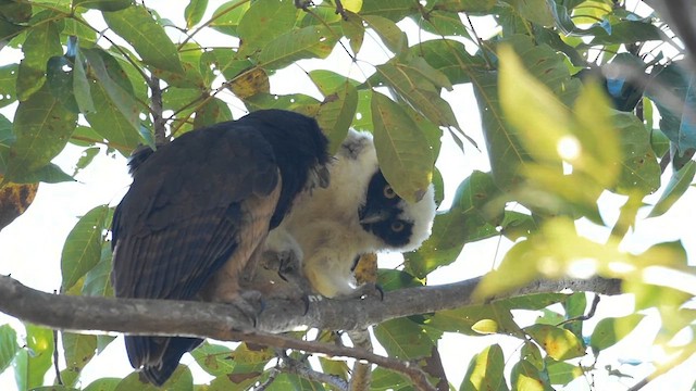 Spectacled Owl - ML613352537