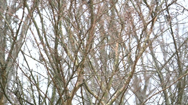 Dark-eyed Junco (Slate-colored) - ML613352538