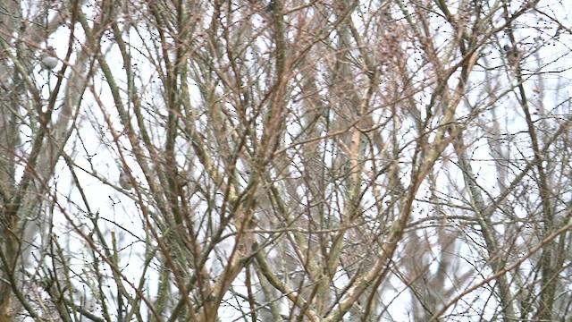 Junco ardoisé (hyemalis/carolinensis) - ML613352538