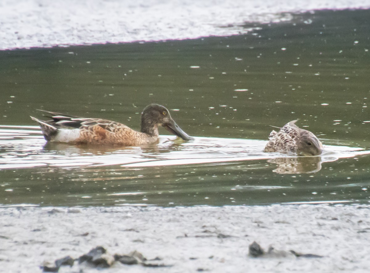 Northern Shoveler - ML613352626