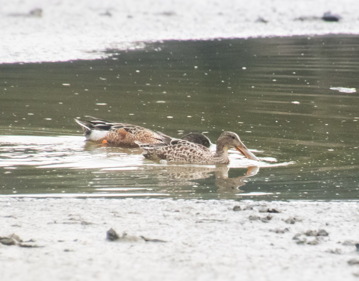 Northern Shoveler - ML613352627