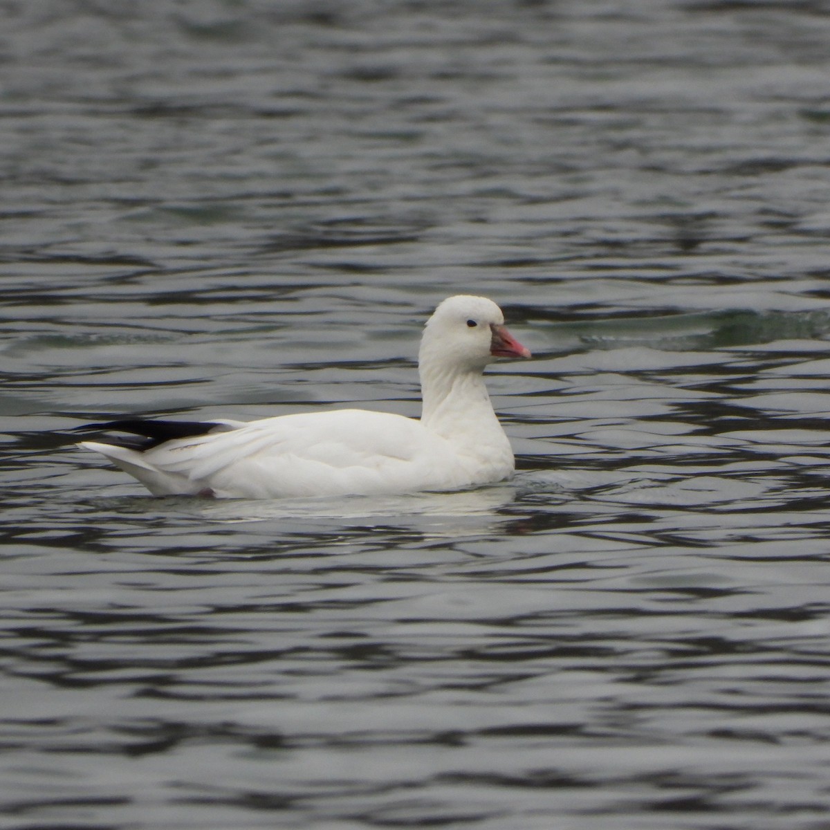 Ross's Goose - ML613352645