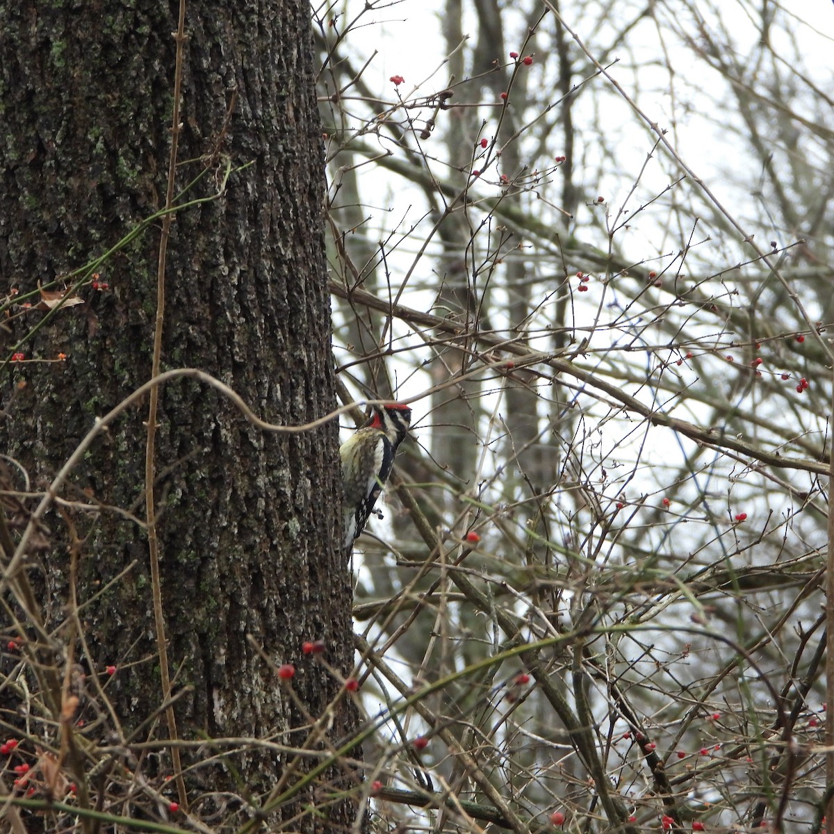 Yellow-bellied Sapsucker - ML613352651