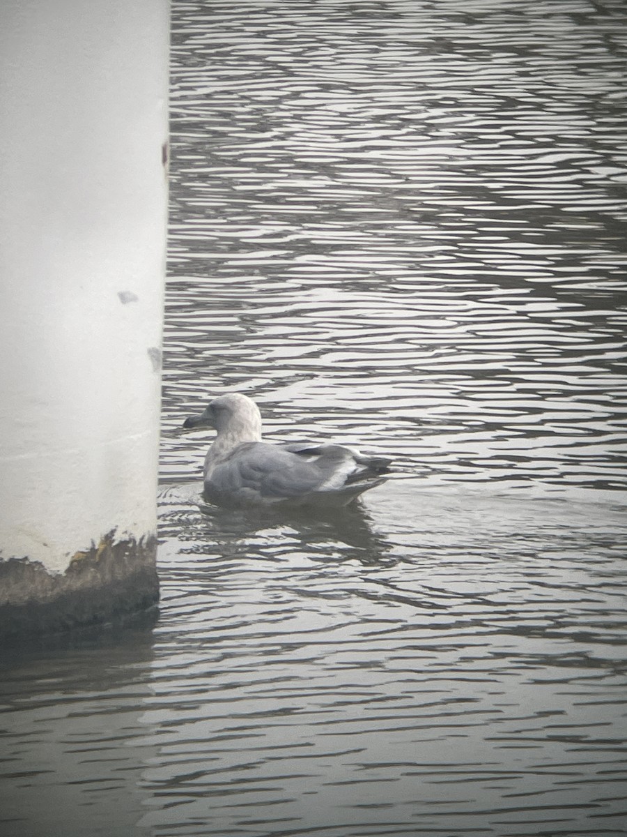 Iceland Gull (kumlieni) - ML613352813