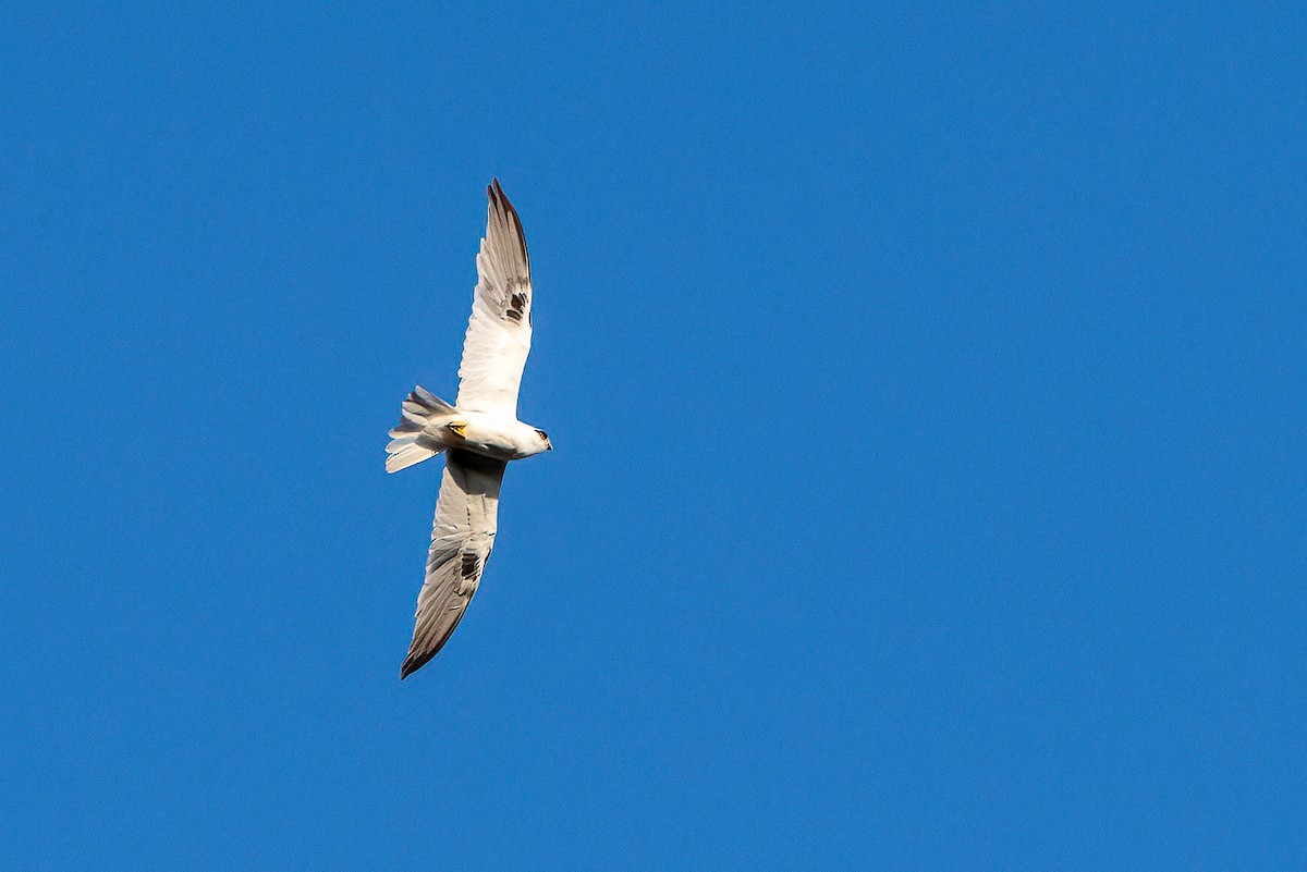 Black-shouldered Kite - ML613352828