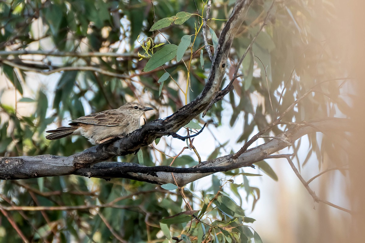 Rufous Songlark - Gustino Lanese