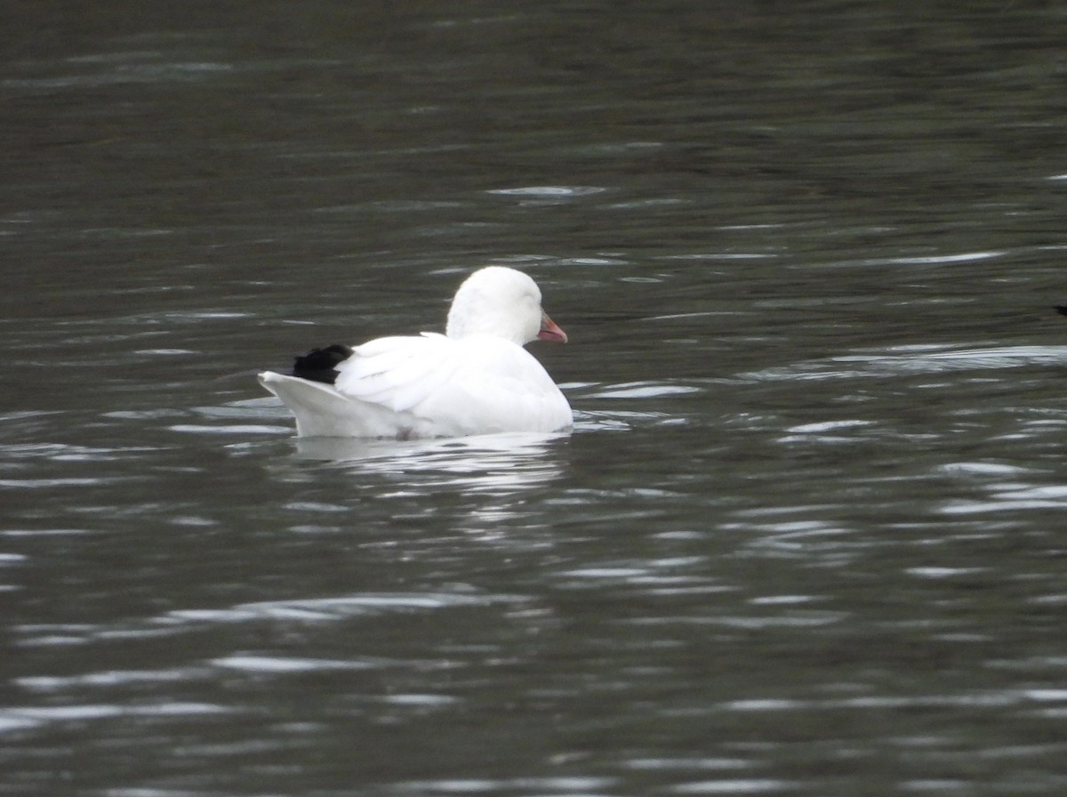 Ross's Goose - ML613352856