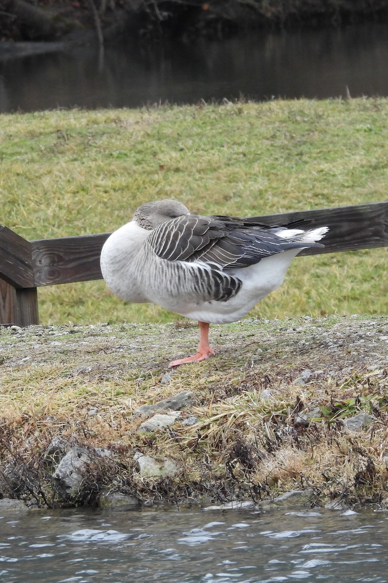 Graylag Goose (Domestic type) - ML613352861