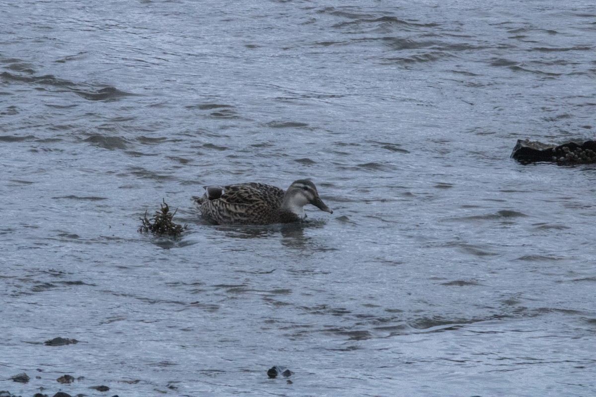 カモ亜科 - ML613352872