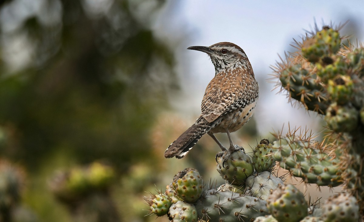 Cactus Wren - ML613352906